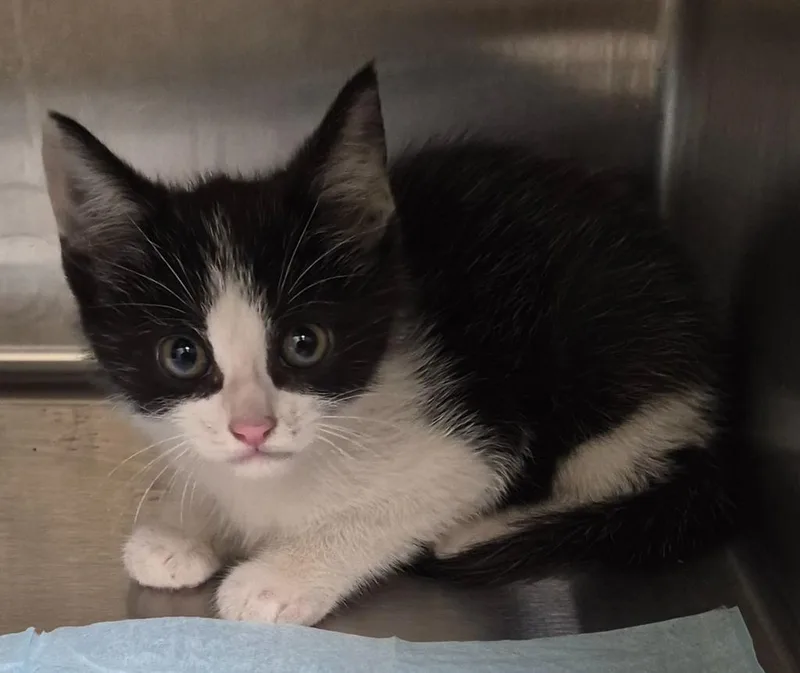 A baby medium-sized male Domestic Short Hair cat named Disco for adoption in Christiansburg, VA