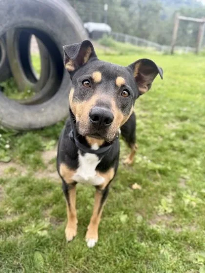 An adult medium-sized male Mixed Breed dog named Breadstick for adoption in Roseburg, OR