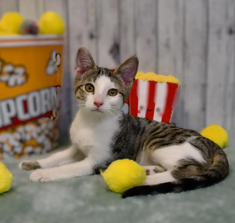 A baby small-sized male Domestic Short Hair cat named Tucker for adoption in Roanoke, TX