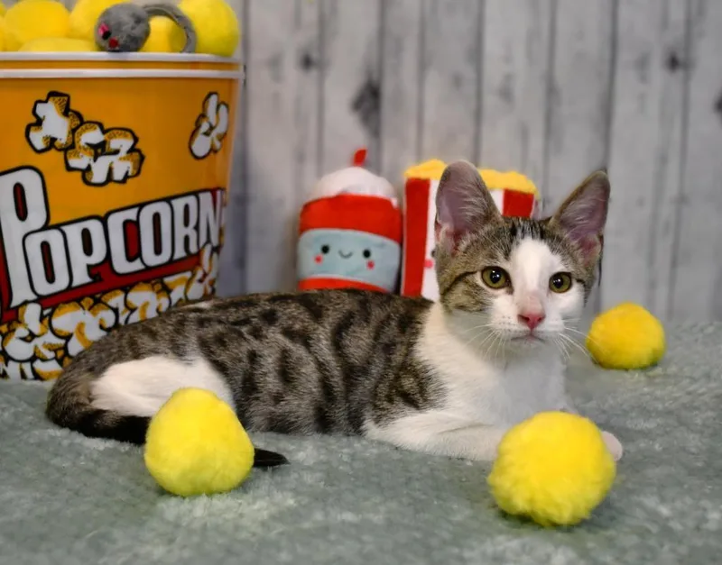 Tucker thumbnail 3