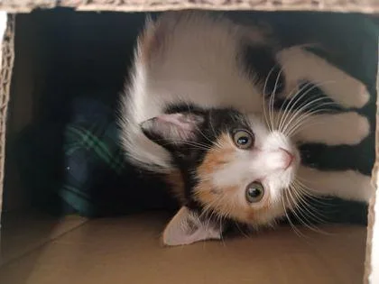 A baby small-sized female Domestic Short Hair cat named Cadet Kelly for adoption in Atlanta, GA
