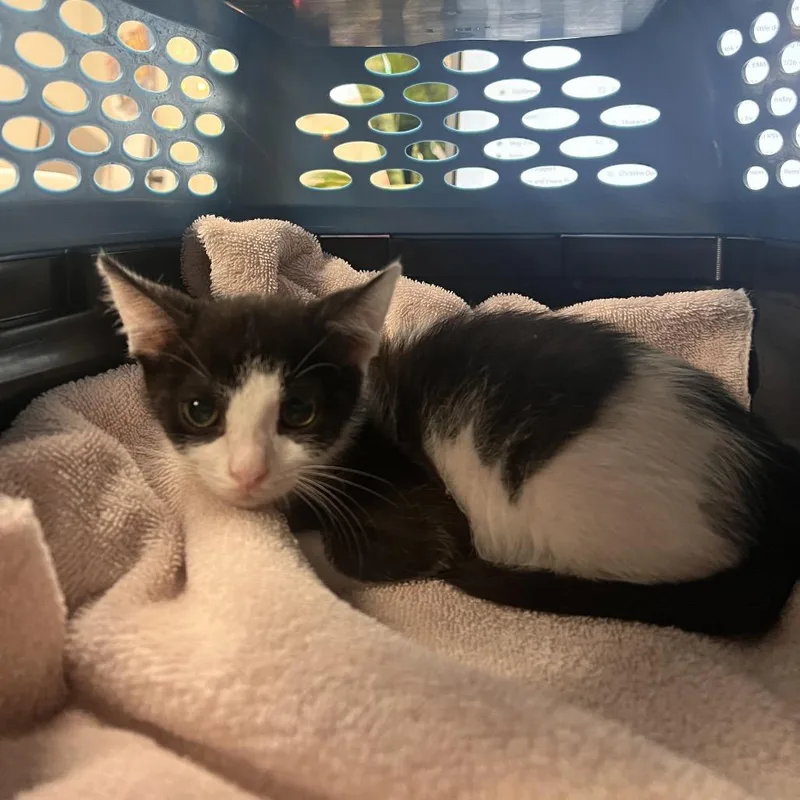 A baby small-sized male Black Domestic Short Hair cat named Ueli for adoption in Gainesville, FL