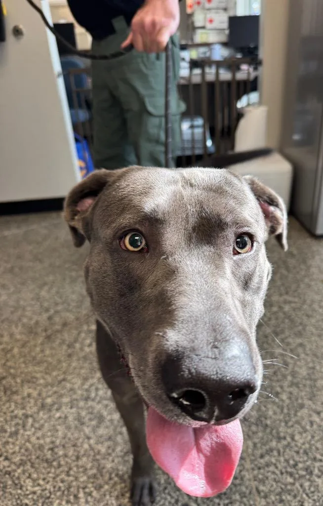 A young large-sized male Mixed Breed dog named Dustin for adoption in Columbia, TN