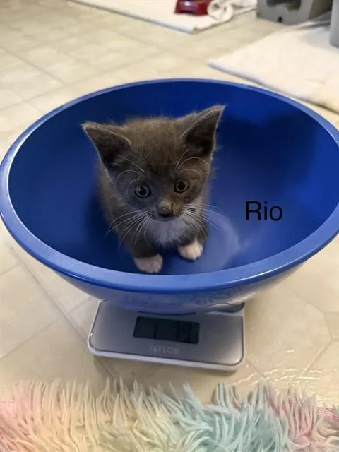 Rio