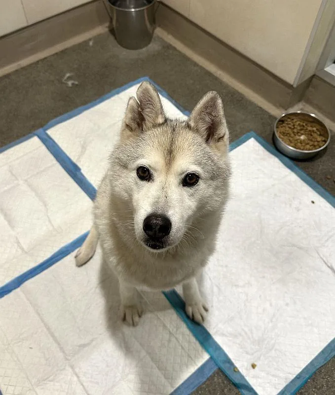 A young medium-sized female Gray / Blue / Silver Siberian Husky dog named Aster for adoption in Berkeley, CA