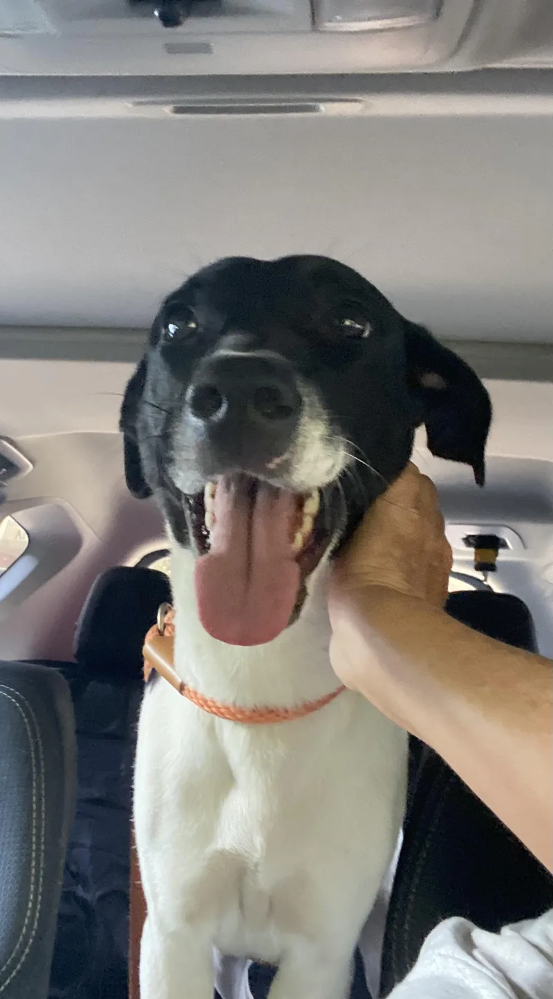 An adult medium-sized female Labrador Retriever dog named Serenity for adoption in Crystal Lake, IL