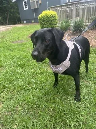 An adult medium-sized female Labrador Retriever dog named Coraline for adoption in Conway, SC