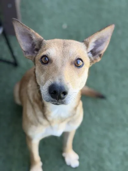 An adult medium-sized female Red / Chestnut / Orange German Shepherd Dog dog named Maliki for adoption in Sacramento, CA