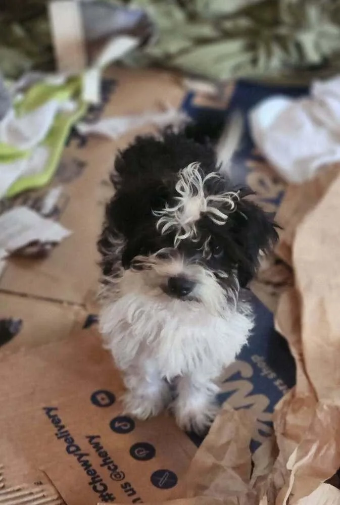 A baby medium-sized male Terrier dog named Vizzini for adoption in Candler, NC