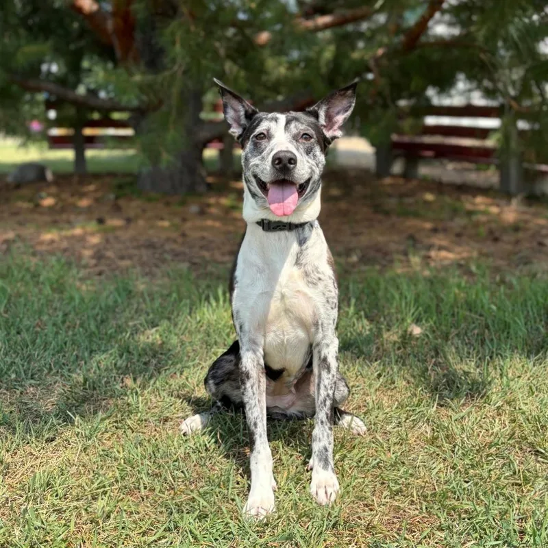 An adult medium-sized female Black German Shepherd Dog dog named Beesly for adoption in Fargo, ND