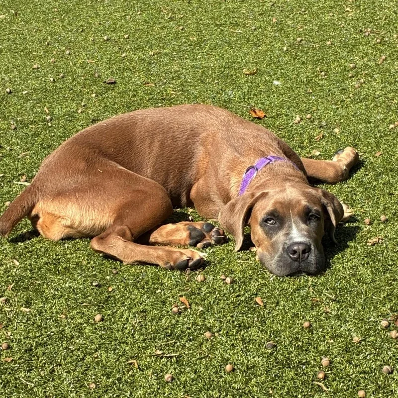 A young medium-sized female Yellow / Tan / Blond / Fawn Cane Corso dog named Galaxy for adoption in Charlottesville, VA