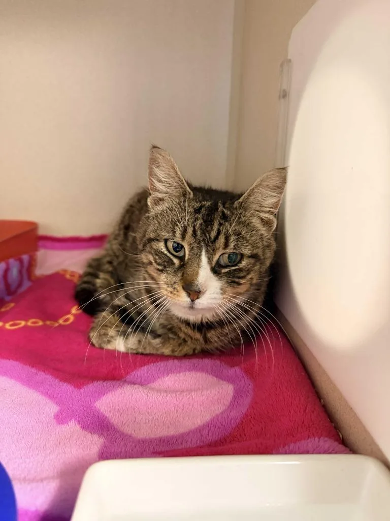 A young medium-sized female Domestic Short Hair cat named Octavia for adoption in Pottsville, PA
