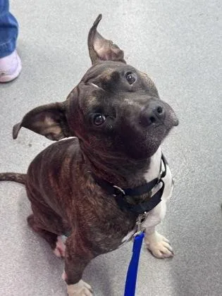 An adult medium-sized male Mixed Breed dog named Ezekiel for adoption in West Chester, PA