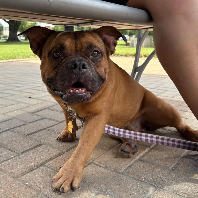 An adult medium-sized male Brown / Chocolate English Bulldog dog named Edgar the Bug for adoption in Austin, TX