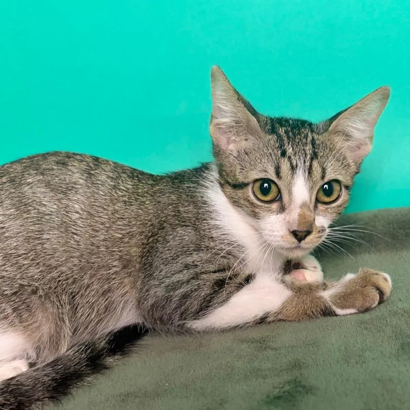 A baby small-sized male Brown / Chocolate Domestic Short Hair cat named Rigby for adoption in San Antonio, TX