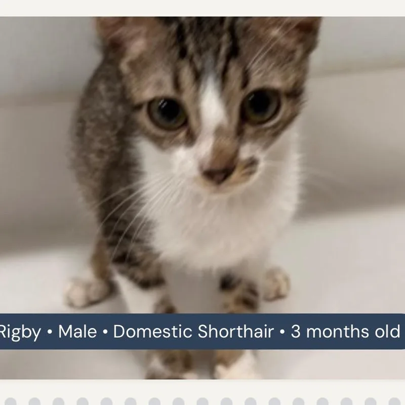 Rigby thumbnail 3