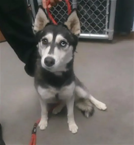 A young large-sized female Husky dog named Igloo for adoption in Phoenix, AZ