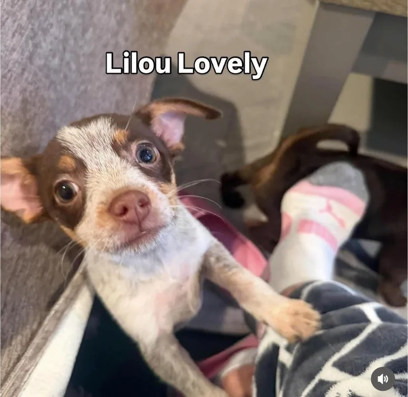 Lilou lovely thumbnail 2
