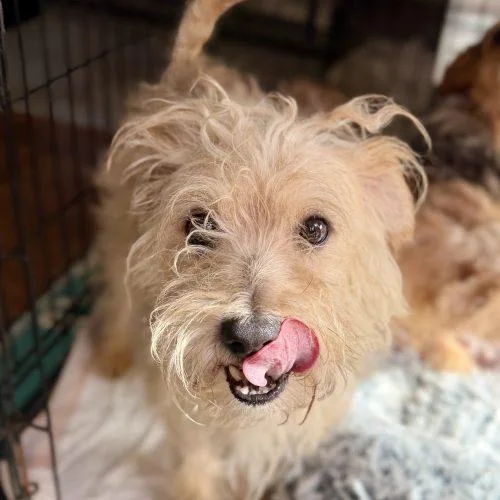 An adult small-sized male Apricot / Beige Miniature Schnauzer dog named Oscar Meathead for adoption in Matthews, IN