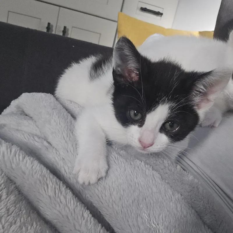 A baby small-sized female White Domestic Short Hair cat named Mila for adoption in Upland, CA