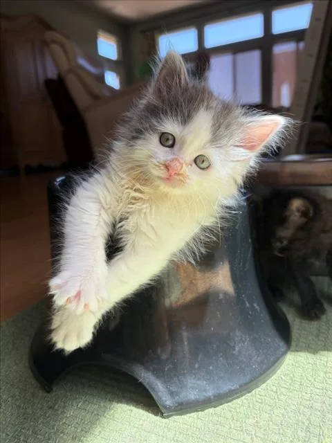 A baby small-sized female Gray / Blue / Silver Domestic Short Hair cat named Ivory for adoption in Woodland, CA
