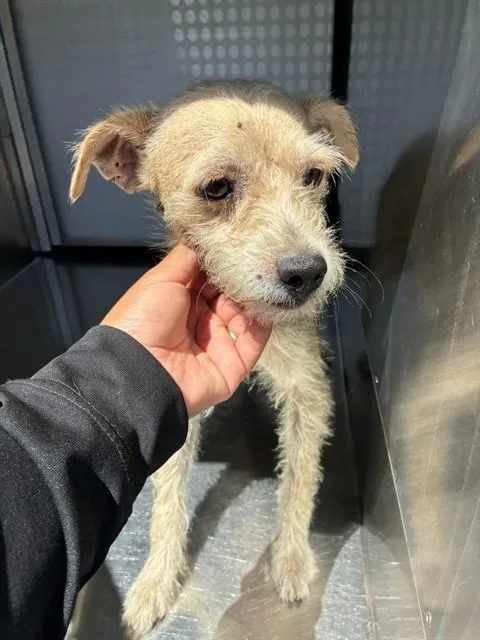 A young small-sized male Parson Russell Terrier dog named Canoe for adoption in Mesa, AZ