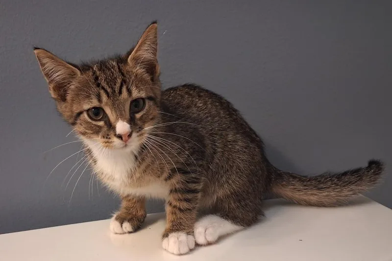 A baby small-sized male Brown / Chocolate Domestic Short Hair cat named Arty for adoption in Greensboro, NC
