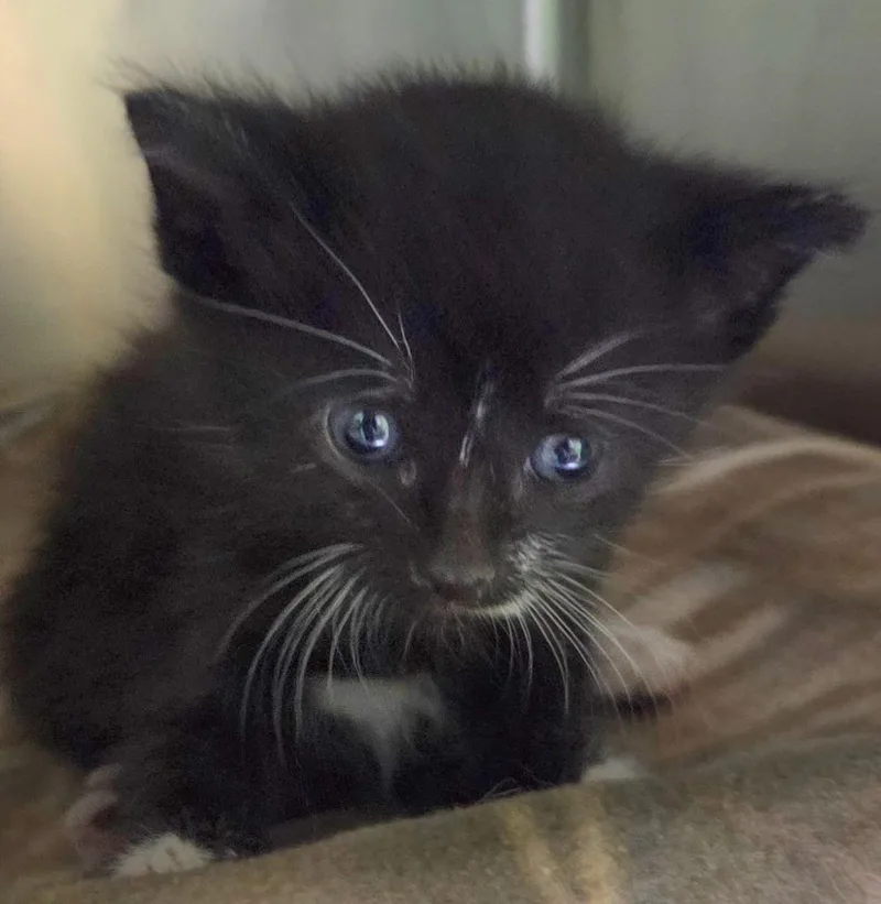 A baby small-sized male Domestic Short Hair cat named Roe for adoption in Olean, NY