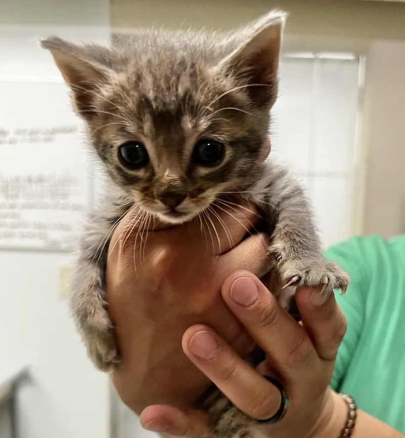 A baby small-sized female Gray / Blue / Silver Domestic Short Hair cat named Rosie Rue for adoption in Jamestown, CA