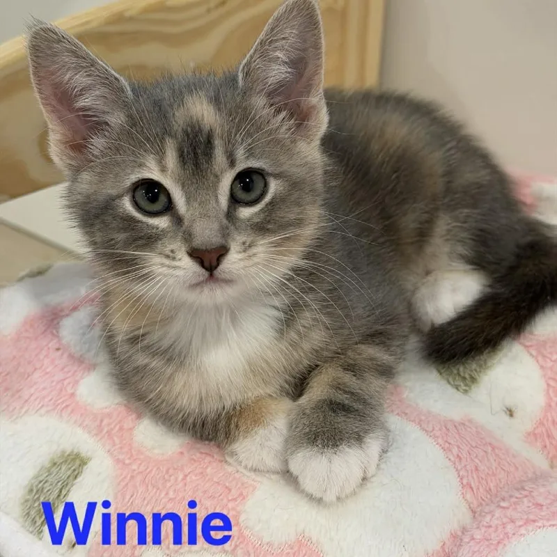 Winnie Silverman thumbnail 2