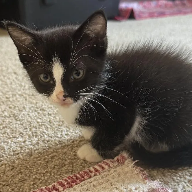 A baby small-sized male Domestic Medium Hair cat named Milo for adoption in College Grove, TN