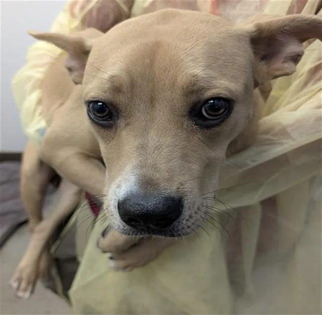 A young small-sized male Catahoula Leopard Dog dog named Cannon for adoption in Tucson, AZ