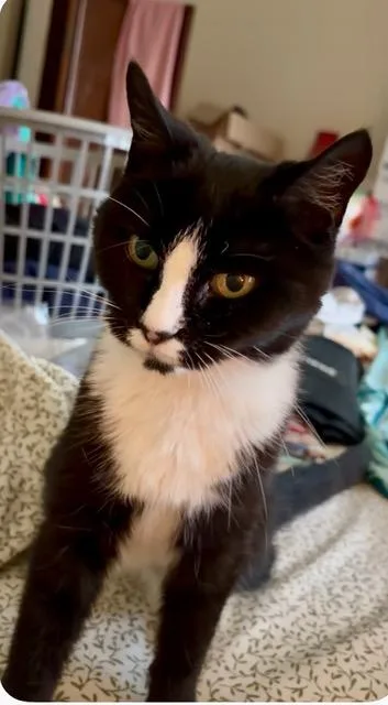 A young medium-sized female Black & White / Tuxedo Tuxedo cat named Stella for adoption in Medford, MA