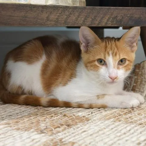 A baby medium-sized male Orange / Red Domestic Short Hair cat named Simba for adoption in Jupiter, FL