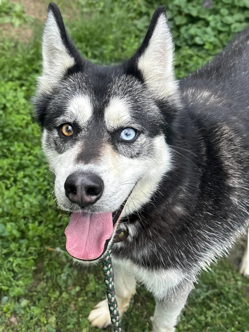An adult medium-sized male Siberian Husky dog named Natsu for adoption in Anderson, IN