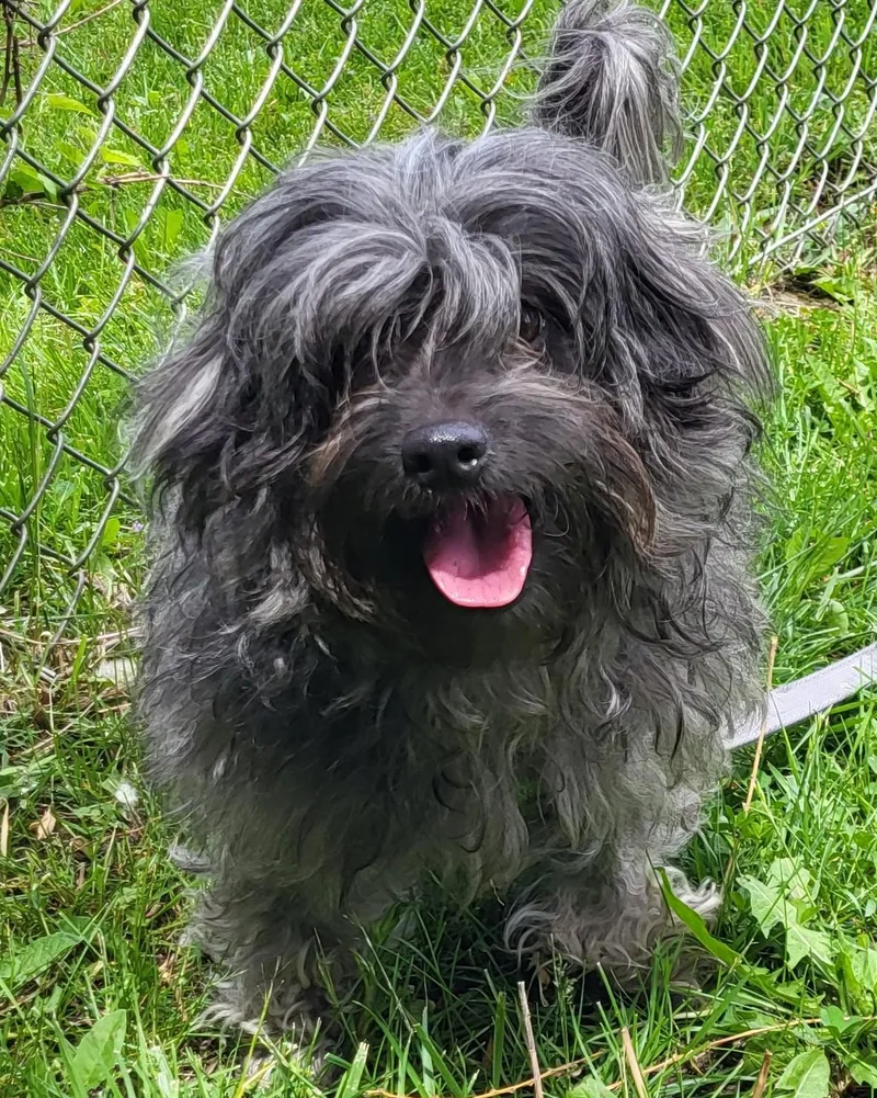 A senior medium-sized female Terrier dog named Rif for adoption in Grayslake, IL