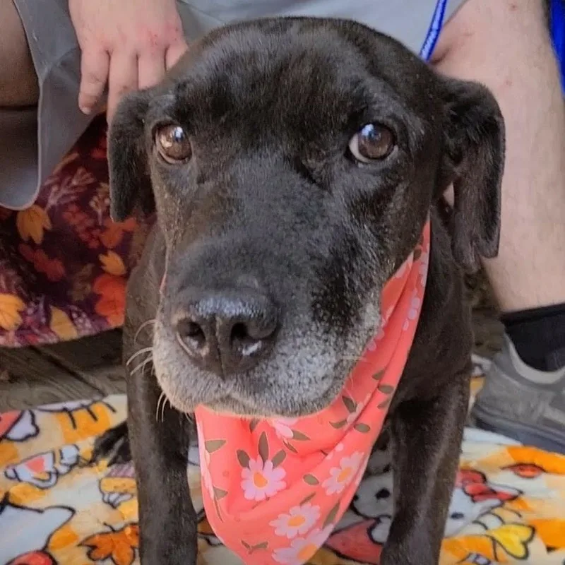 A senior medium-sized female Black Labrador Retriever dog named Blackie for adoption in Woolwich, ME