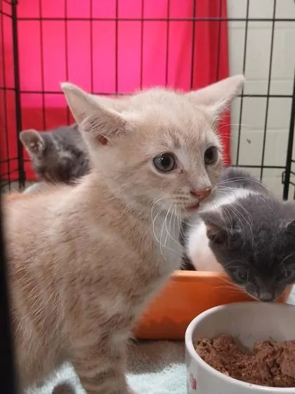 A baby medium-sized male Domestic Short Hair cat named Sunny for adoption in Cumberland, MD