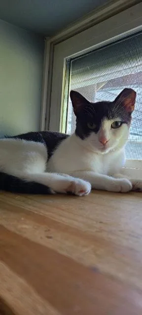A baby medium-sized male Domestic Short Hair cat named Squirrely for adoption in Pawtucket, RI