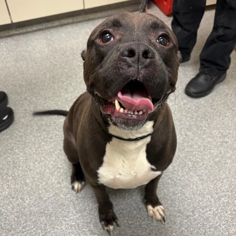 An adult large-sized male Black Pit Bull Terrier dog named Big Mac for adoption in Batavia, OH