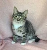 A baby medium-sized male Domestic Short Hair cat named 7029 (Bam Bam) for adoption in Lake City, MI