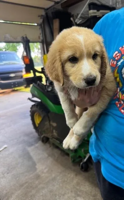 A baby large-sized male Yellow / Tan / Blond / Fawn Great Pyrenees dog named Nolan for adoption in Cushing, OK