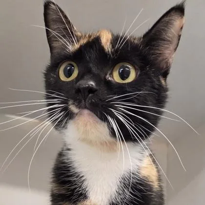 An adult medium-sized female Domestic Short Hair cat named Callie for adoption in Voorhees, NJ