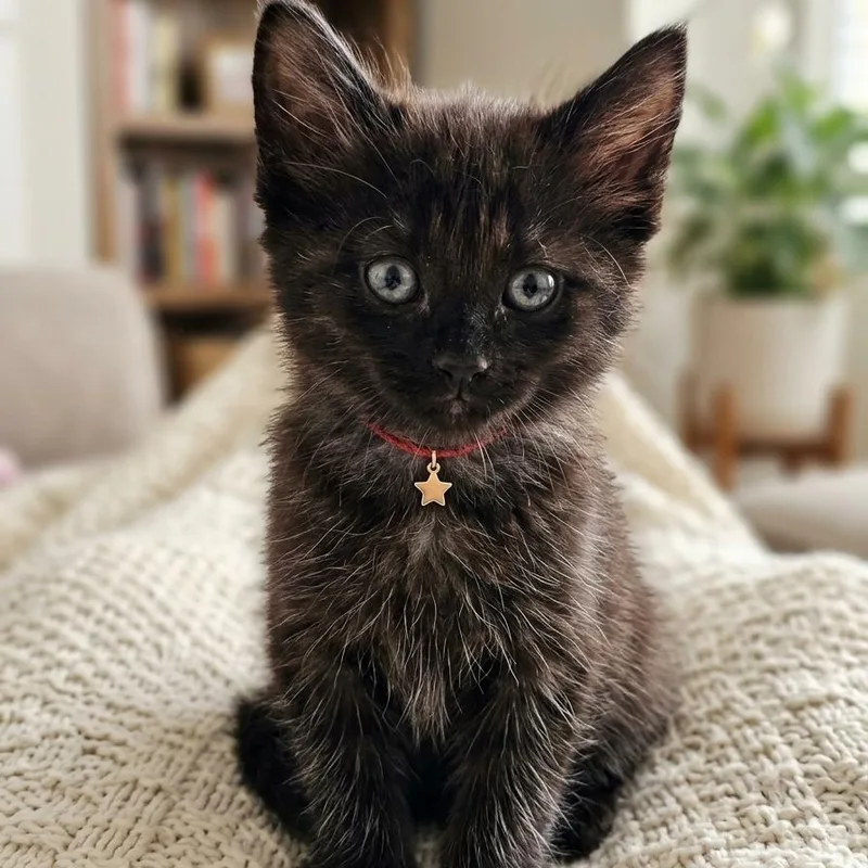 A baby small-sized male Black Domestic Short Hair cat named Comet for adoption in Pasadena , MD