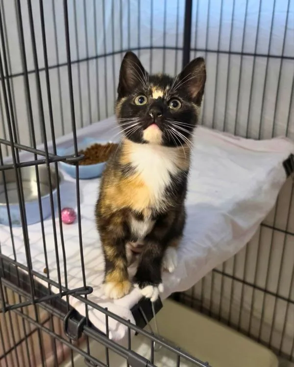 A baby small-sized female Domestic Short Hair cat named Brittlyn for adoption in Novato, CA