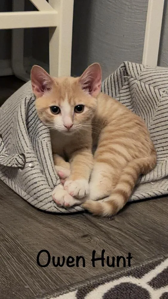 Owen Hunt thumbnail 3