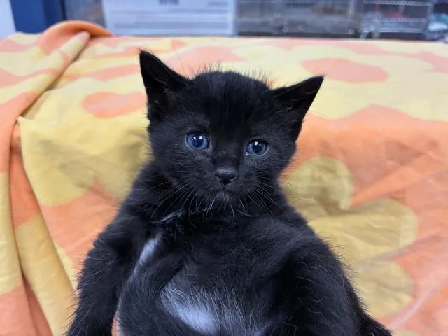 A baby small-sized female Domestic Short Hair cat named Mephisto for adoption in Pensacola, FL