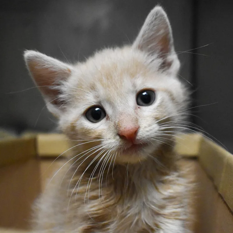 An adult small-sized male Buff / Tan / Fawn Domestic Short Hair cat named Oliver for adoption in Evansville, IN