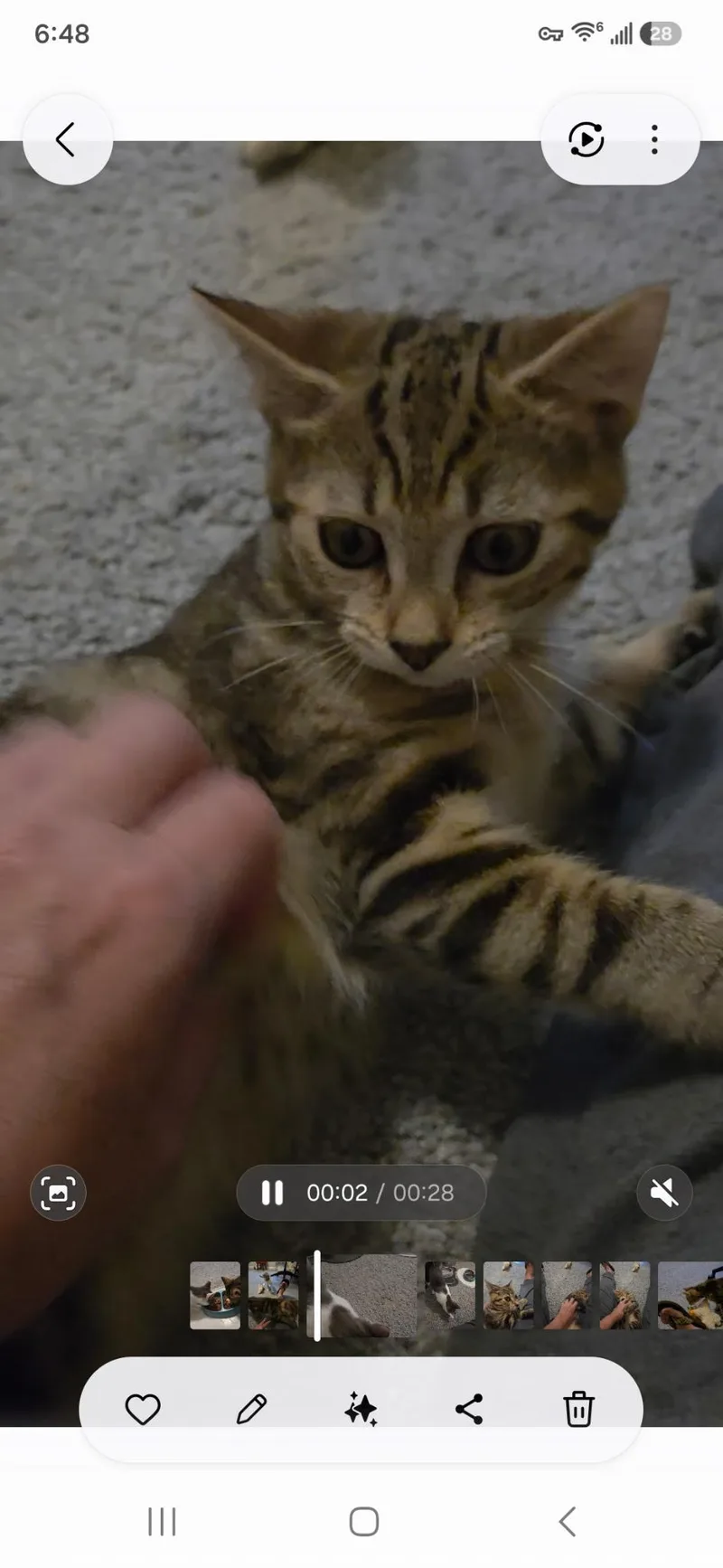 A baby medium-sized male Domestic Short Hair cat named Dolly and her boyfriend for adoption in Charlotte, NC