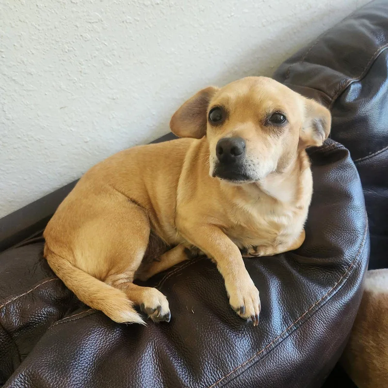 A senior small-sized female Chihuahua dog named Joy for adoption in Texarkana, TX